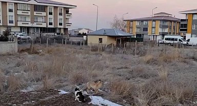 Erzurum'da tilkiler mahallelere dadandı