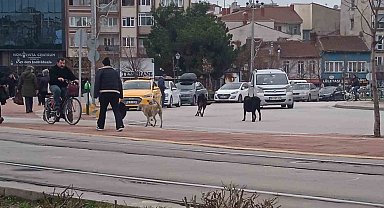 Eskişehir'de başıboş köpekler çevreye endişe veriyor