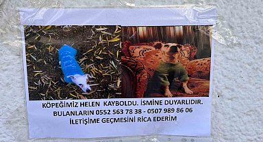 Eskişehir'de kayıp hayvan ilanları artıyor