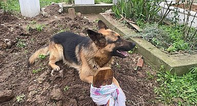 Evladı gibi baktığı köpeği 52 gündür mezarından ayrılmıyor