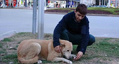 Evsiz gencin en iyi arkadaşı sokak hayvanları oldu