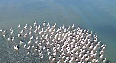 Flamingolar artık kışın da Van Gölü havzasında kalıyor