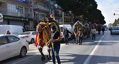 Germencik'te pehlivan develer görücüye çıktı