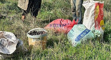 Germencik'te zeytin hırsızları suçüstü yakalandı