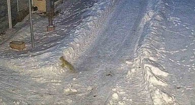 Giresun'da aç kalan tilki yerleşim yerine indi