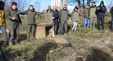 Göç yolculuğu yarım kalan Kızıl Akbaba Uludağ'ın zirvesinden doğaya salındı