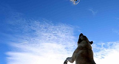 Havadaki droneyi yakalamaya çalışan köpek ilginç görüntü oluşturdu