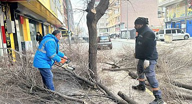 Iğdır'da ağaç budama çalışmaları devam ediyor