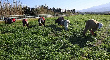 İnsanlar zehirlenmesin diye işçiler günlerce mesai yapıyor