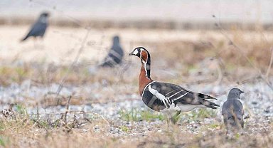 İznik Gölü'nde Sibirya kazı fotoğraflandı
