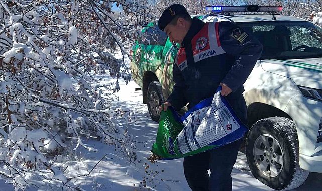 Jandarma ekipleri yaban hayvanları için yem bıraktı
