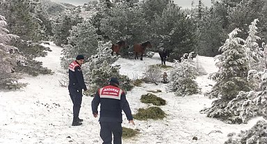 Jandarma yaban hayvanları için yemleme çalışması yaptı