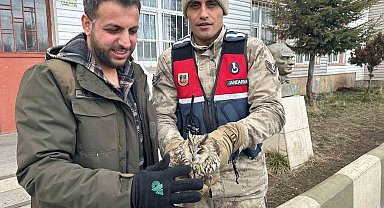Jandarma yaralı bulduğu Puhu'yu koruma altına aldı