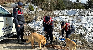 Jandarma, zorlu kış şartlarında sokak hayvanlarını unutmadı