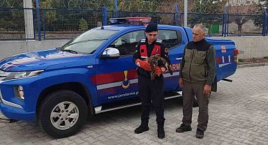 Jandarmanın bulduğu yaralı şahin koruma altına alındı