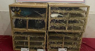 Jandarmanın durdurduğu araçta 124 kaçak kuş ele geçirildi