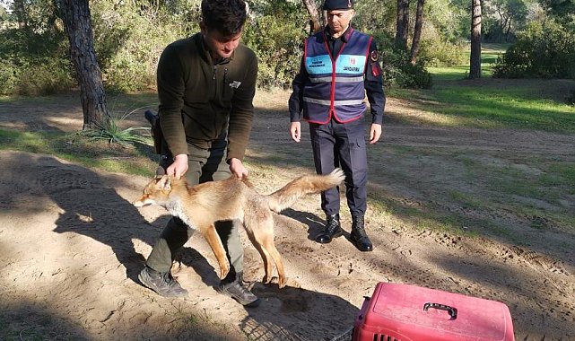 Jandarmanın ormanda bulduğu yaralı yavru tilki koruma altına alındı