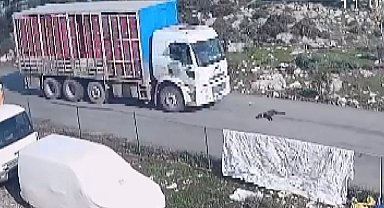 Kamyon köpeği ezdi, o anlar kameraya yansıdı