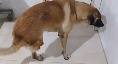 Kamyonetin çarptığı köpek yaralı kurtuldu: O anlar kamerada