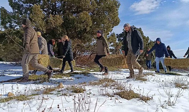 Kar altındaki Spil'de yaban hayatı unutulmadı