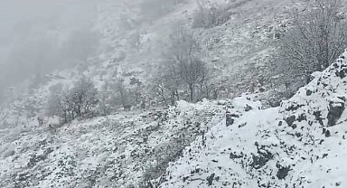 Karlı dağlarda yem arayan yaban keçileri görüntülendi