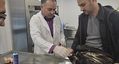 Kartal Belediyesi Veteriner İşleri Müdürlüğü ekipleri yaralı akbabayı tedavi altına aldı