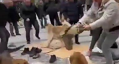 Kavga eden başıboş köpekler Cuma cemaatinin arasına daldı