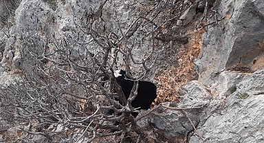 Kayalıklarda mahsur kalan keçiler kurtarıldı