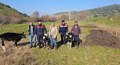 Kaybolan 3 buzağı jandarma ekiplerince bulundu