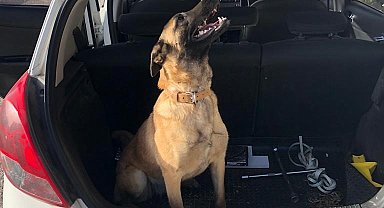 Kaybolan köpeğini bulana 10 bin lira ödül verecek