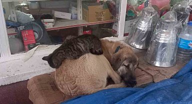 Kedi 'en olmadık yerde' ısınmaya çalıştı