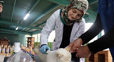 Kedi kasabasının gönüllü veterinerleri