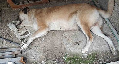 Kedi ve köpeklerin zehirlendiği iddiası