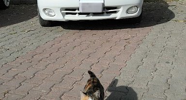 Kedinin dronla imtihanı