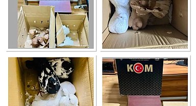 Kırklareli'de yurda kaçak yollarla getirilen güvercinler ele geçirildi