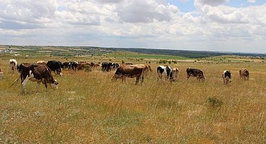 Kırklareli'ne getirilen 11 kaçak büyükbaş hayvan ele geçirildi