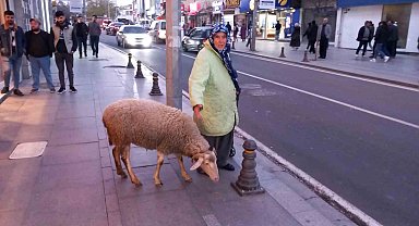 Kızı gibi baktığı koyunu peşinden ayrılmıyor