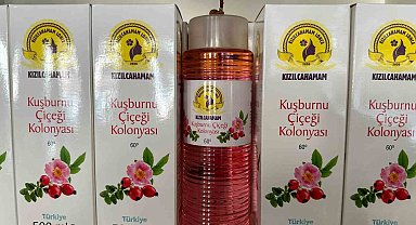 Kızılcahamam'da çamdan sonra kuşburnunun da kolonyası yapıldı