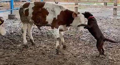Köpek Çiko, danaya kafa tuttu