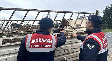 Köpek hırsızı jandarma ekiplerince yakalandı