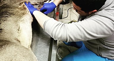 Köpeklerin saldırısına uğrayan yaralı karaca, tedavisinin ardından doğaya salındı