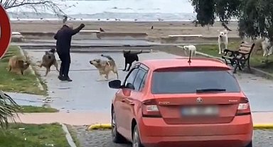 Köpeklerin vatandaşa saldırma anı kamerada