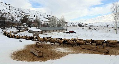 Koyunların kuzulama dönemi başladı