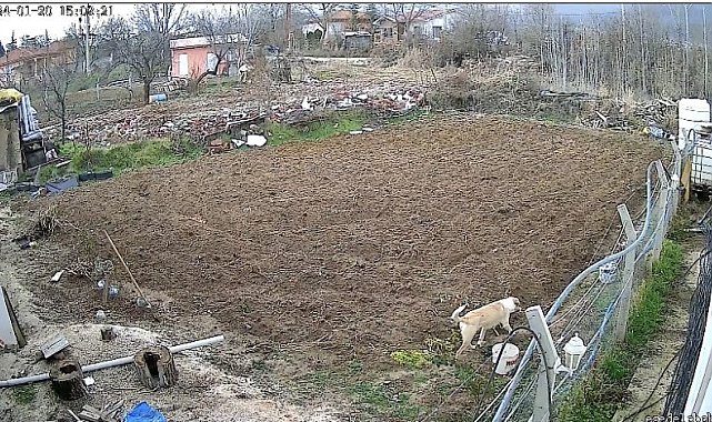 Kümese giren köpek tavuğu alıp kaçtı, o anlar kameraya yansıdı