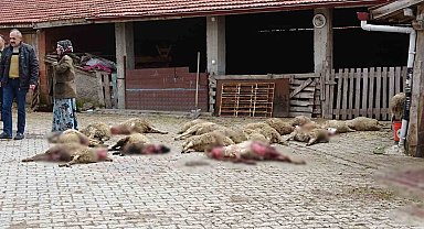 Kütahya'da ahıra giren sokak köpekleri 22 koyunu telef etti