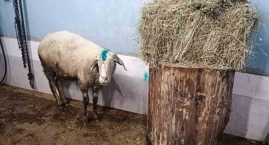 Kuzularını kurtarmak isterken köpek saldırısında ölümden dönen koyun, yeniden yavrularına kavuşturuldu