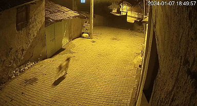 Mahalleye gelen kurdu sokak köpekleri böyle kovaladı
