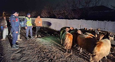 Malatya'da kayıp koyunları jandarma buldu