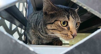 Mamaya ulaşmaya çalışırken klima üniteleri arasında mahsur kalan kedi kurtarıldı