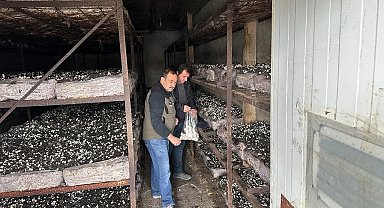 Mantar üretim alanlarından numune alındı